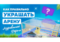 Чем можно и чем нельзя украшать арену формикария Чем можно и чем нельзя украшать арену формикария