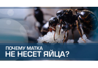 Матка отказывается нести яйца – каприз или призыв о помощи?