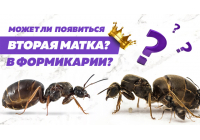 Игра престолов: есть ли место второй королеве в формикарии
